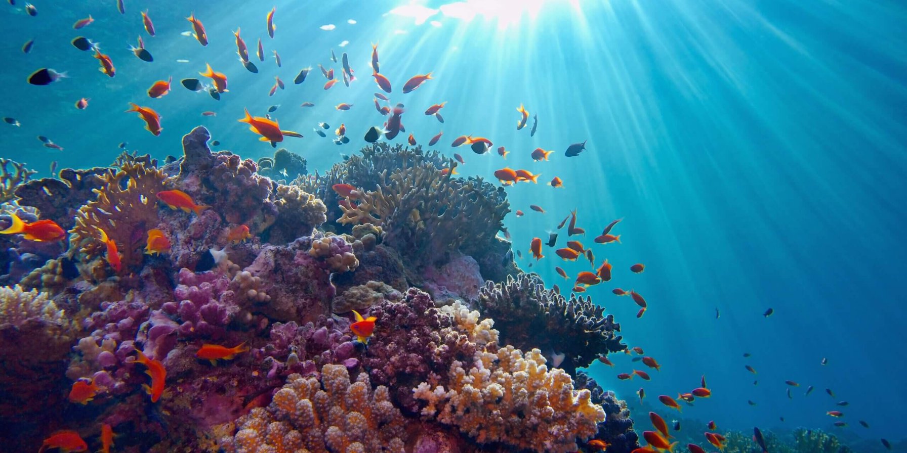 Douglas Shoal Environmental Remediation Project